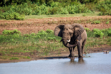 Fototapeta premium African bush elephant drinking in a lake in Kruger National park, South Africa ; Specie Loxodonta africana family of Elephantidae