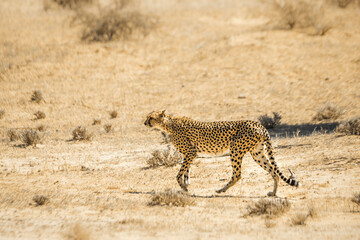 Cheetah walking in the sand in Kgalagari transfrontier park, South Africa; specie family of felidae