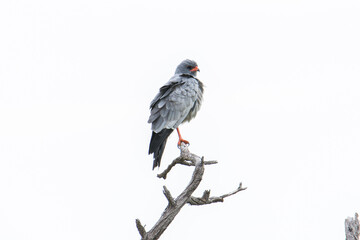 Oiseau Africain