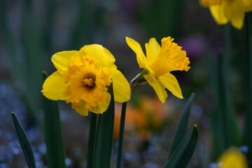 colorful flower in the garden