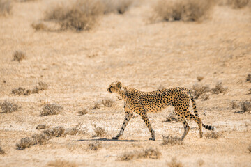 Cheetah walking in the sand in Kgalagari transfrontier park, South Africa; specie family of felidae