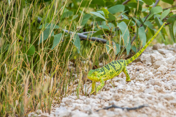 Caméléon de Namibie