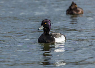 Male Tufted Duck swimming on a pond.