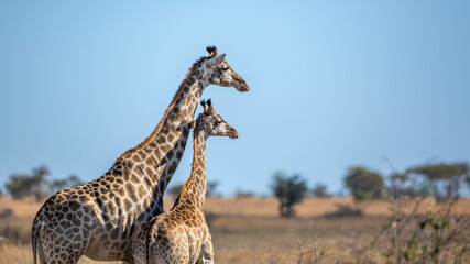 Giraffe mother bonding her calf in Kruger National park, South Africa ; Specie Giraffa camelopardalis family of Giraffidae - obrazy, fototapety, plakaty