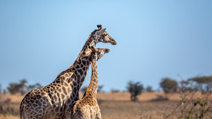 Giraffe mother bonding her calf in Kruger National park, South Africa ; Specie Giraffa camelopardalis family of Giraffidae