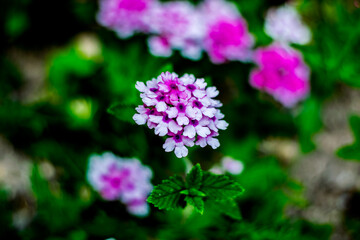 Imagen de macrofotografía de un ramillete de Prímulas (Primula sp.) con el fondo desenfocado en un campo de España