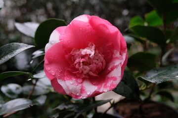 
pink and white mixed color camellia japonica.