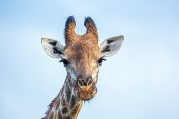 Giraffe portrait front view isolated in blue background in Kruger National park, South Africa ; Specie Giraffa camelopardalis family of Giraffidae
