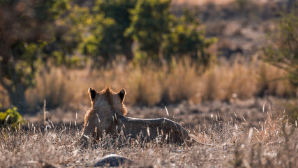 African lion young male lying down in backlit side view in Kruger National park, South Africa ; Specie Panthera leo family of Felidae