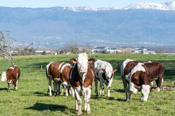 Fototapeta na wymiar Vaches Montbéliardes dans un pré