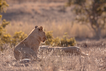 Two African lioness lying down in backlit in Kruger National park, South Africa ; Specie Panthera leo family of Felidae