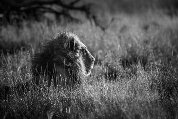 Majestic African lion male black mane lying down in grass in Kruger National park, South Africa ; Specie Panthera leo family of Felidae