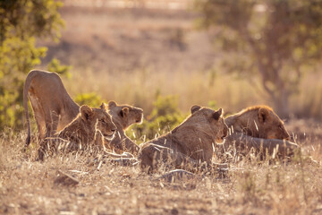 Pride of African lions waking up in Kruger National park, South Africa ; Specie Panthera leo family of Felidae