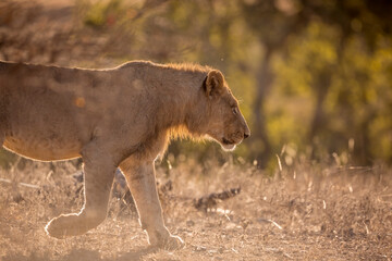 Close up of young African lion walking in backlit savannah in Kruger National park, South Africa ; Specie Panthera leo family of Felidae