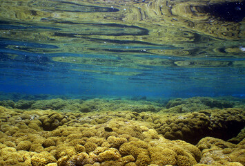 Fototapeta na wymiar Coral Reef , caribbean sea , Venezuela