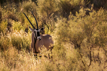 South African Oryx in grass backlit in morning light in Kgalagari transfrontier park, South Africa...