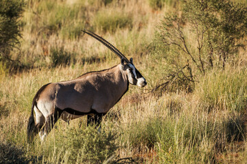 South African Oryx in morning light in Kgalagari transfrontier park, South Africa ; specie Oryx...