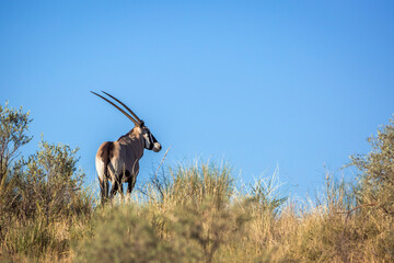 South African Oryx on top of a dune isolated in blue sky in Kgalagari transfrontier park, South...