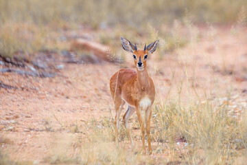 Naklejka na ściany i meble Steenbok in alert front view in Kruger National park, South Africa ; Specie Raphicerus campestris family of Bovidae