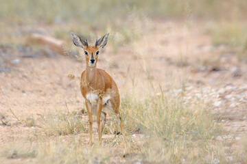Fototapeta premium Steenbok in alert front view in Kruger National park, South Africa ; Specie Raphicerus campestris family of Bovidae