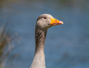 Portrait of a Greylag Goose.