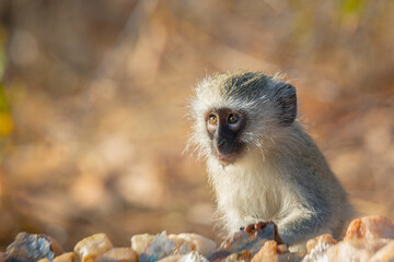 Cute young Vervet monkey portrait in Kruger National park, South Africa ; Specie Chlorocebus pygerythrus family of Cercopithecidae