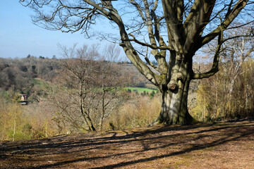 Obraz premium View from Hascombe Hill, Surrey, UK