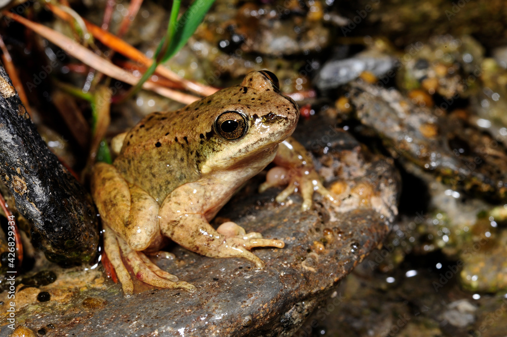 Sticker Pyrenäenfrosch // Pyrenean frog (Rana pyrenaica)