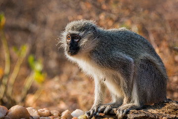Vervet monkey standing at waterhole in Kruger National park, South Africa ; Specie Chlorocebus pygerythrus family of Cercopithecidae