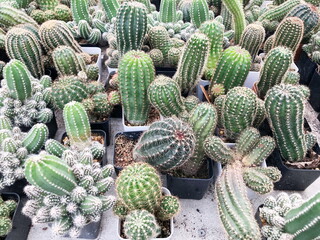 Collection of young cactus in pots. Cactus plants at the nursery. Potted cactus house plants . 