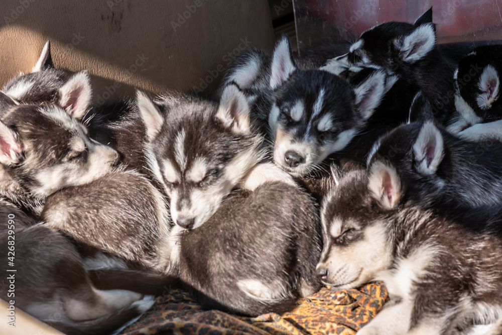 Wall mural husky puppies are waiting for their new owner