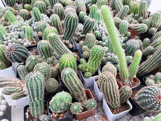 Collection of young cactus in pots. Cactus plants at the nursery. Potted cactus house plants . 