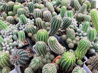 Collection of young cactus in pots. Cactus plants at the nursery. Potted cactus house plants . 