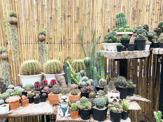 Collection of young cactus in pots. Cactus plants at the nursery. Potted cactus house plants . 