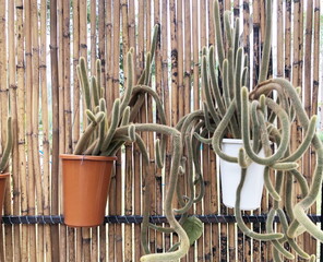 Cactus worms in pots. Cactus plants at the nursery. Potted cactus worms house plants . 