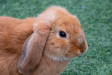 Brown mini lop pet rabbit