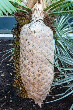 Dioon spinulosum, giant dioon, or gum palm, is a cycad endemic to limestone cliffs and rocky hillsides in the tropical rainforests of Veracruz and Oaxaca, Mexico