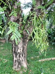 Platycerium (Platycerium wallichii ) is a fresh green tree that grows on large trees.