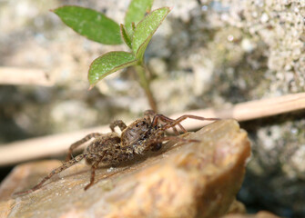 A Spotted Wolf Spider waiting to catch its prey. Spider in profile.
