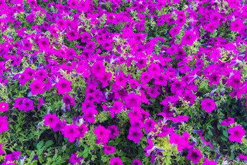 Ball of subshrub perennial flowers Petunia