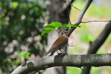 シロハラの休憩 Pale thrush break
