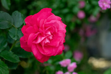 Red rose in the garden on the bush with a dark background