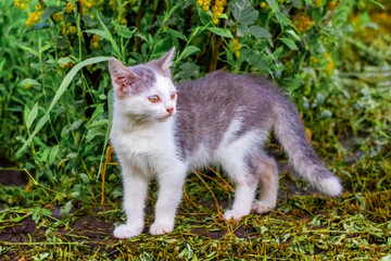 Naklejka na ściany i meble Young cat with white and gray fur in the garden on the mown grass