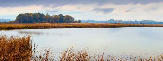 Wide river with reeds on the shore and forest in the distance in cloudy weather. Autumn panorama
