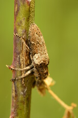 macro shot of an insect