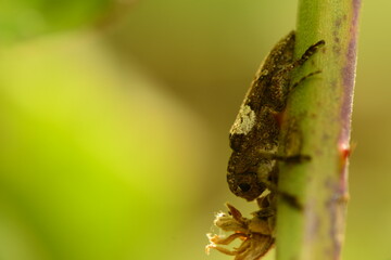 macro shot of an insect