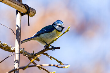 Blaumeise