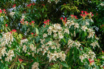 Japanese Pieris plant blossoms in spring