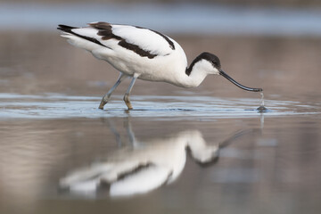 Pied avocet (Recurvirostra avosetta) standing in shallow water of the wetlands and is looking for food. , photo was taken in the Netherlands.