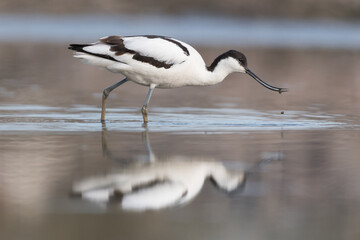 Pied avocet (Recurvirostra avosetta) standing in shallow water of the wetlands and is looking for food. , photo was taken in the Netherlands.